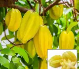 Thai Sweet Star Fruit Plant | All-Time Fruiting | Premium Grafted Variety