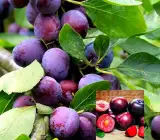 Thai Aloo Bukhara Plant | Sweet Juicy Plum | Premium Air-Layered Variety