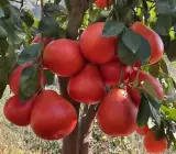 Vietnam Red Pomelo Plant | Sweet Red Citrus | Premium Dwarf Exotic Variety