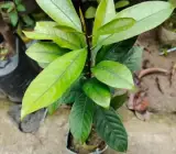 Jaifal (Nutmeg) Plant | Aromatic Spice Tree | Premium Seedling Variety