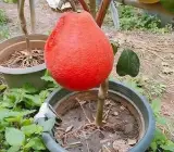Vietnam Red Pomelo Plant | Sweet Red Citrus | Premium Dwarf Exotic Variety