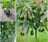 Hass Avocado Plant | Creamy Buttery Fruit | Premium Grafted Hybrid