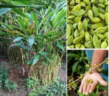 Cardamom Elaichi Plant | Aromatic Spice | Premium Hybrid Variety