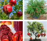 Malaysian Hybrid Pomegranate Plant | Sweet Soft-Seed Anar | Premium Exotic Variety