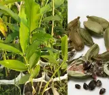 Cardamom Elaichi Plant | Aromatic Spice | Premium Hybrid Variety