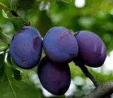 Thai Aloo Bukhara Plant | Sweet Juicy Plum | Premium Air-Layered Variety