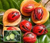 Jaifal (Nutmeg) Plant | Aromatic Spice Tree | Premium Seedling Variety