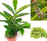 Cardamom Elaichi Plant | Aromatic Spice | Premium Hybrid Variety