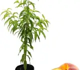 Thai Dwarf Peach Plant | Sweet Juicy Peaches | Premium Hybrid Variety
