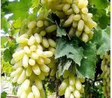 Thai Hybrid Grapes Plant | Sweet Juicy Clusters | Premium Exotic Variety