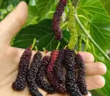 Thai Dwarf Mulberry Plant | Sweet Long Berries | Premium Hybrid Variety