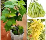 Thai Hybrid Grapes Plant | Sweet Juicy Clusters | Premium Exotic Variety