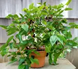 Thai Dwarf Mulberry Plant | Sweet Long Berries | Premium Hybrid Variety