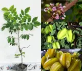 Thai Sweet Star Fruit Plant | All-Time Fruiting | Premium Grafted Variety