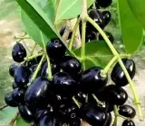 Thai Dwarf Black Jamun Plant | Sweet Large Fruits | Premium Hybrid Variety