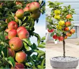 HR-99 Hot Climate Apple Plant | Sweet Crisp Apples | Premium Grafted Hybrid
