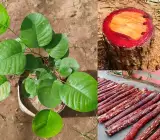 Red Chandan Plant | Red Sandalwood Tree | Premium Aromatic Seedling