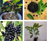 Thai Dwarf Black Jamun Plant | Sweet Large Fruits | Premium Hybrid Variety