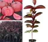 Malaysian Dwarf Guava Plant | Sweet Crispy Fruit | Premium Rare Variety