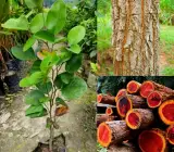 Red Chandan Plant | Red Sandalwood Tree | Premium Aromatic Seedling