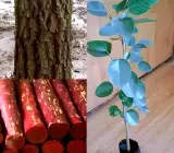 Red Rose Sandalwood Plant | Fragrant Red Wood | Premium Aromatic Variety
