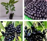 Thai Dwarf Black Jamun Plant | Sweet Large Fruits | Premium Hybrid Variety
