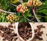 Clove (Lobongo) Plant | Aromatic Spice Tree | Premium Air-Layered Variety