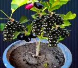 Thai Dwarf Black Jamun Plant | Sweet Large Fruits | Premium Hybrid Variety