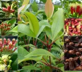 Clove (Lobongo) Plant | Aromatic Spice Tree | Premium Air-Layered Variety