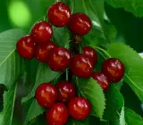 East Indian Cherry Plant | Sweet Tangy Fruit | Premium High-Vitamin Variety