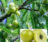Hybrid Gooseberry (Amla) Plant | Sweet Tangy Fruit | Premium Grafted Variety