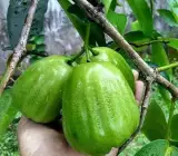 Thai Green Water Apple Plant | Juicy Crisp Fruit | Premium Exotic Variety