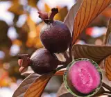 Malaysian Red Guava Plant | Sweet Red Flesh | Premium Exotic Variety