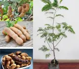 Sweet Tamarind Plant | Soft Sweet Pods | Premium Grafted Hybrid