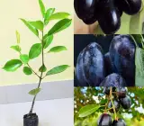Thai Black Jamun Plant | Sweet Large Fruits | Premium Grafted Hybrid