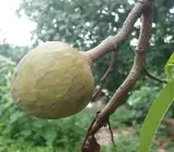 Giant Custard Apple Plant | Sweet Creamy Sitaphal | Premium Large-Size Variety