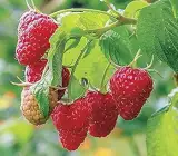 Thornless Raspberry Plant | Sweet Red Berries | Easy Harvest Premium Variety