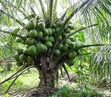 Gangabardhan Coconut Plant | Sweet Water Coconut | Premium High-Yield Variety