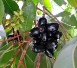 Thai Black Jamun Plant | Sweet Large Fruits | Premium Grafted Hybrid