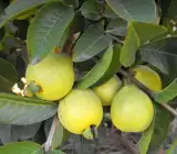 Golden 8 Guava Plant | Sweet Crispy Guava | Premium Grafted Hybrid