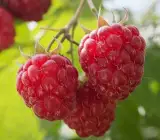 Thornless Raspberry Plant | Sweet Red Berries | Easy Harvest Premium Variety