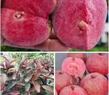 Malaysian Red Guava Plant | Sweet Red Flesh | Premium Exotic Variety