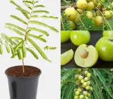 Hybrid Gooseberry (Amla) Plant | Sweet Tangy Fruit | Premium Grafted Variety
