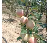 Hot Climate Apple Plant | Sweet Crisp Apples | Premium Grafted Hybrid