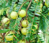 Hybrid Gooseberry (Amla) Plant | Sweet Tangy Fruit | Premium Grafted Variety