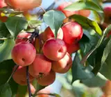 Crabapple Plant | Sweet-Tart Mini Apples | Premium Ornamental Fruiting Tree