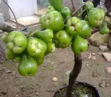 Thai Green Water Apple Plant | Juicy Crisp Fruit | Premium Exotic Variety