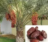 Dates Palm Plant | Sweet Dates Tree | Premium Desert Variety