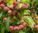 Crabapple Plant | Sweet-Tart Mini Apples | Premium Ornamental Fruiting Tree
