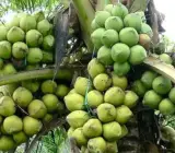Gangabardhan Coconut Plant | Sweet Water Coconut | Premium High-Yield Variety